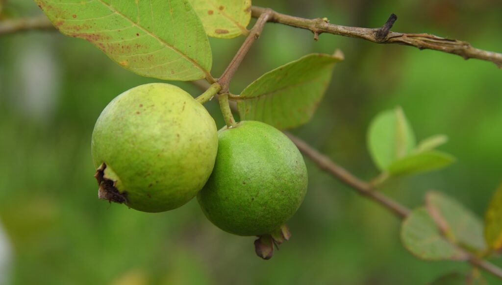 Guayaba en el Embarazo: 14 Beneficios y más 2 guayaba en el embarazo 1