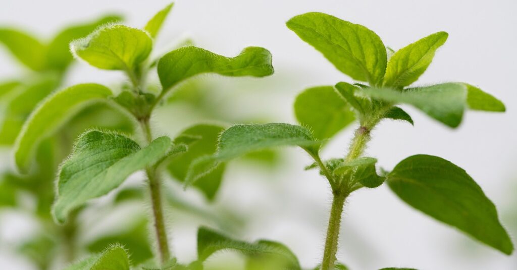 ¿Es seguro utilizar aceite de orégano durante el embarazo? 9 oregano oil embarazadas 3