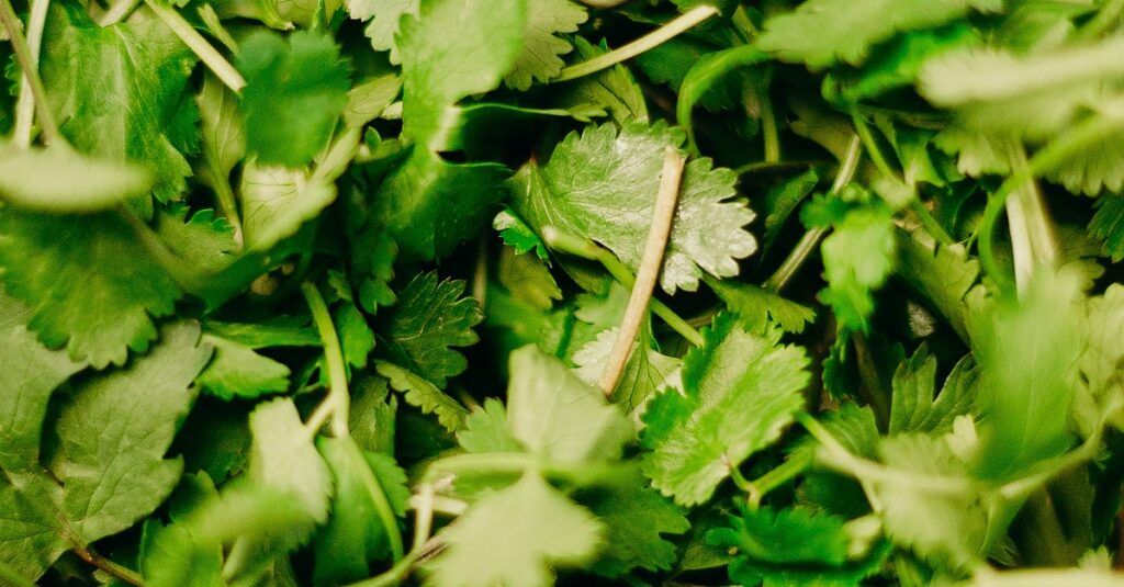 ¿Es seguro comer Perejil durante el embarazo? 11 perejil en el embarazo 4