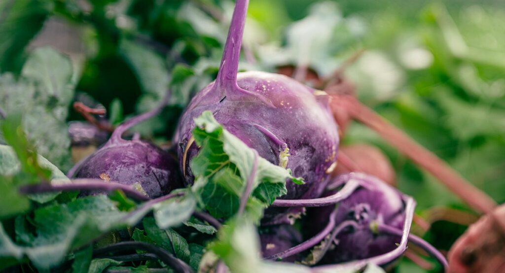 Remolacha en el embarazo: Detalles 2 remolacha en el embarazo 2