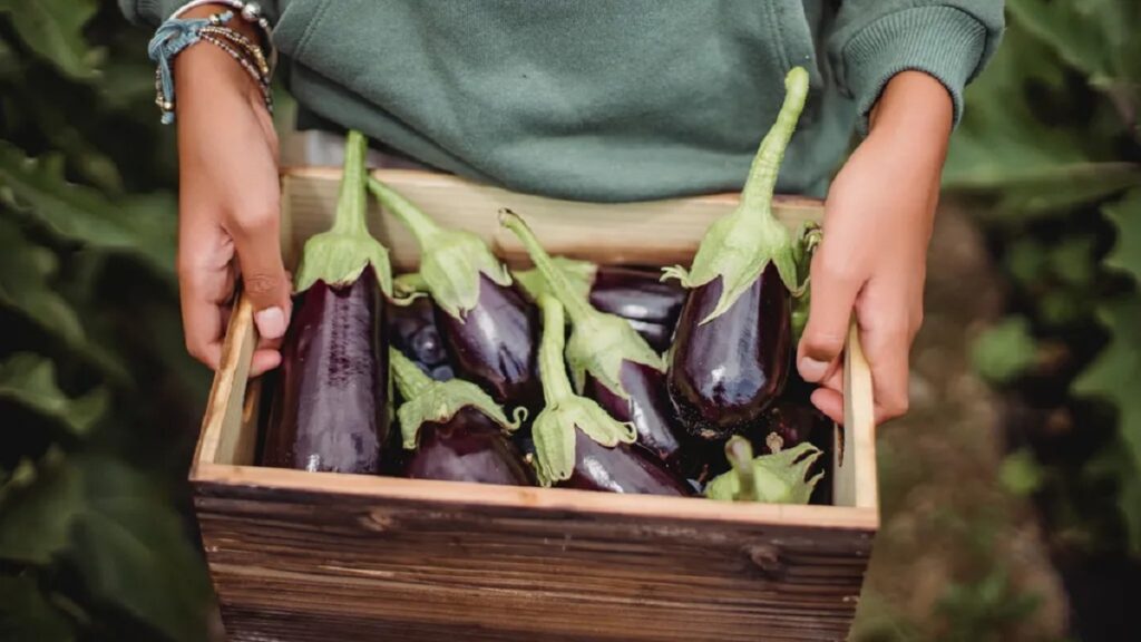 ¿Debe evitar la Berenjena durante el embarazo? 7 berenjena embarazo